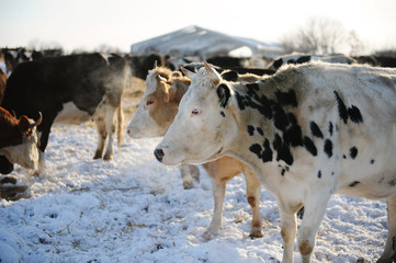 Cows on a Russian farm in winter