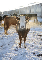 Cows on a Russian farm in winter