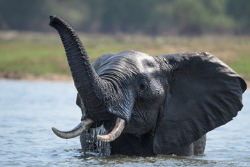 Elefant im Wasser