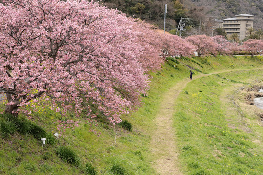 河津桜