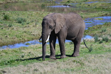 Elefant in einer Flusslandschaft in Südafrika