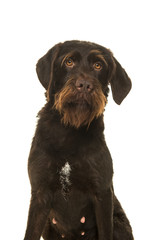 Portrait of a Cesky Fousek dog looking at the camera isolated on a white background