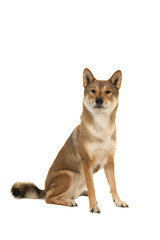 Sitting Shikoku dog looking at the camera isolated on a white background