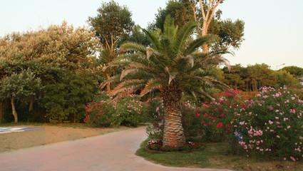 Fototapeta premium garden in italy
