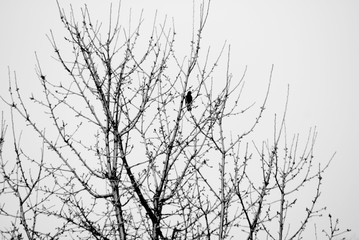 Bird in tree