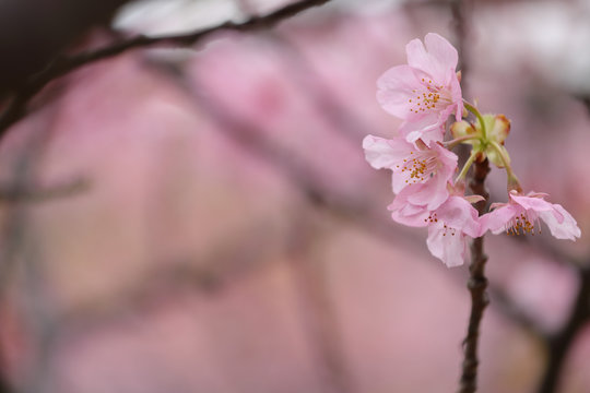 河津桜