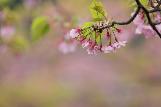 河津桜