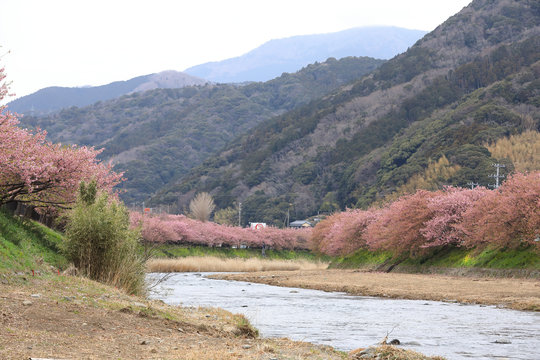 河津桜