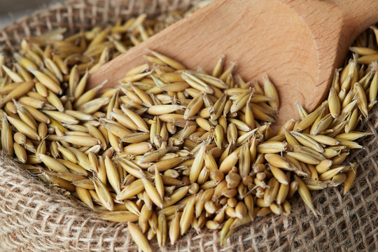 Oat seeds (Avena sativa) also known as the common oat in burlap sack