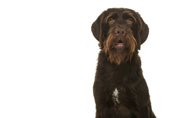 Portrait of a Cesky Fousek dog looking at the camera with mouth open isolated on a white background