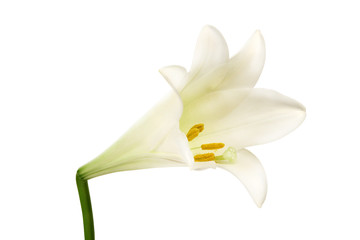 Fototapeta na wymiar White lily flower ion white background.