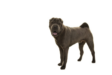 Standing grey Shar-pei dog seen from the side isolated on a white background looking at the camera with mouth open
