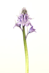 Obraz premium Delicate lilac flower on white background. 