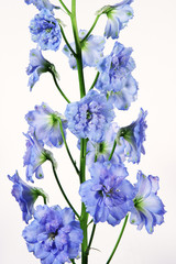 Blue Delphinium Flower on white background
