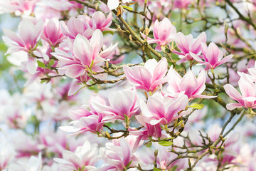 Fototapety  Piękna magnolia (Magnolie, Magnoliaceae), Pustać Lüneburska, Północne Niemcy
