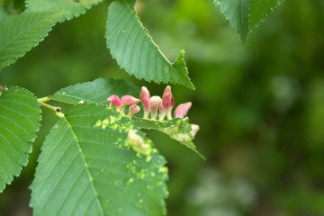 Gall caused by bladder-gall mite or Vasates quadripedes on green leaf