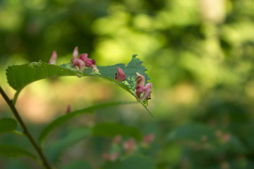 Tree leaves disease. Gall caused by bladder-gall mite or Vasates quadripedes on green leaves