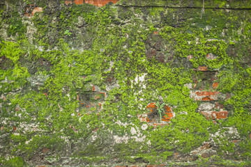 algae wall texture