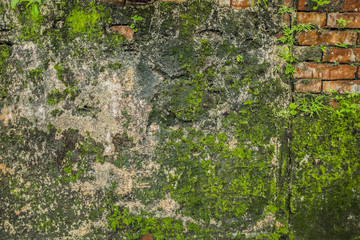 algae wall texture