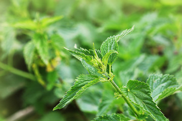 Urtica dioica, often called common nettle or stinging nettle