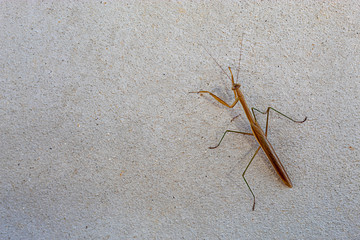 Brown grasshopper on the cement walls.