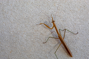 Brown grasshopper on the cement walls.
