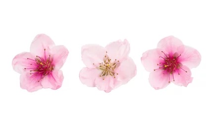 Foto auf Acrylglas Sakura-Blumen isoliert © ksena32