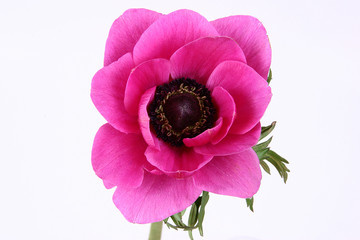 Purple anemone flower on white background