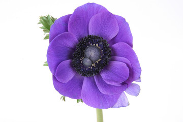 Purple anemone flower on white background