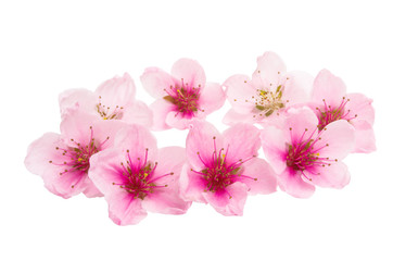 sakura flowers isolated