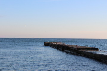Fototapeta na wymiar seagulls are sitting on the edge of the pier