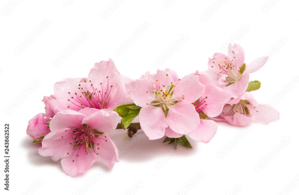 Wall mural sakura flowers isolated