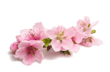 Foto op Plexiglas sakura flowers isolated © ksena32