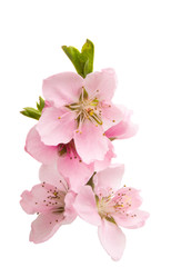 Obraz na płótnie Canvas sakura flowers isolated