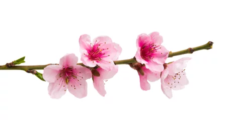 Zelfklevend Fotobehang sakura flowers isolated © ksena32