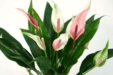 Blossoming plant of pink anthurium.