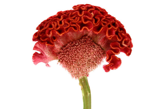 Red cockscomb flower on white background.