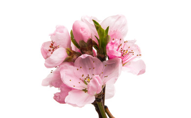 sakura flowers isolated © ksena32