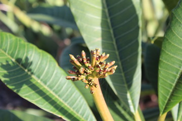 Franchipani hat erste Knospen, der Frühling kommt.