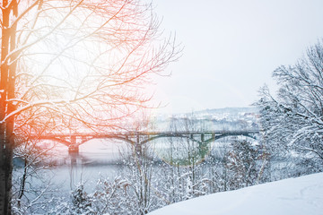 beautiful park forest winter outdoors