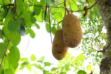 jackfruit on tree