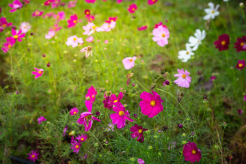 Obraz na płótnie Canvas Colorful flower garden with afternoon sun