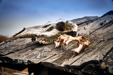 Skulls of wild animals lying on the roof of mountain hut with the name 