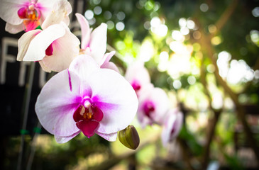 Fototapeta na wymiar Orchid flowers in the afternoon sun