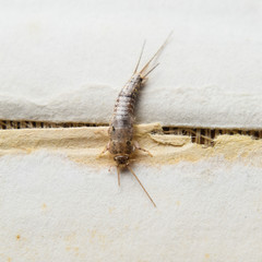 Insect feeding on paper - silverfish