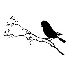 bird
