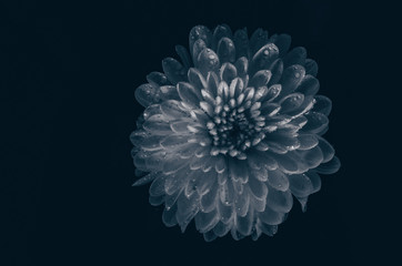 Large chrysanthemum flower in contrasting light on a dark background