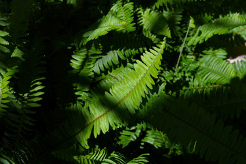 green leaf fern texture in wild nature