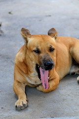 The face of the dog that is staring.