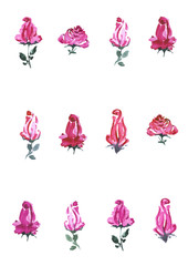 Watercolor hand drawn roses buds and flowers variety pattern. Isolated floral illustration on white background.